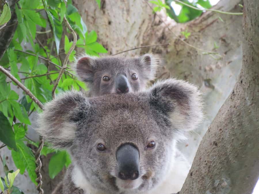 Byron Bay: Full-Day Wildlife Safari - Key highlights at a glance