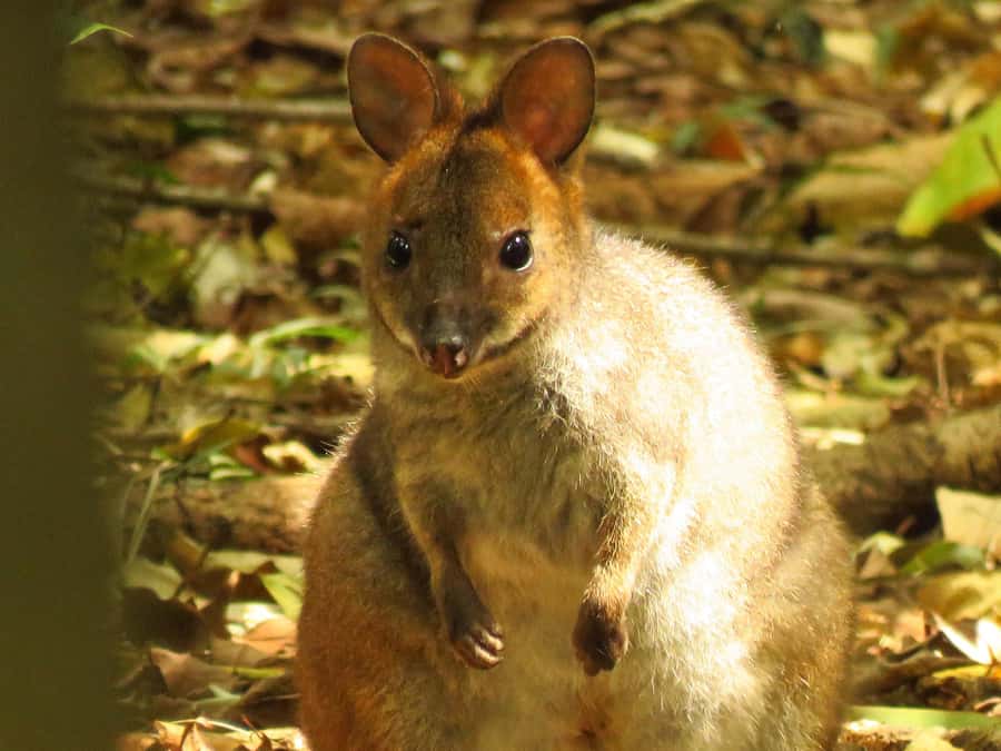 Byron Bay: Full-Day Wildlife Safari - Why a wildlife safari beats a zoo near Byron Bay