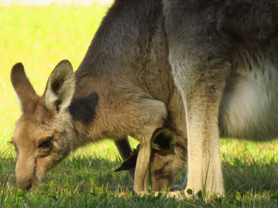 Byron Bay: Full-Day Wildlife Safari - Spotting skills with an environmental scientist guide