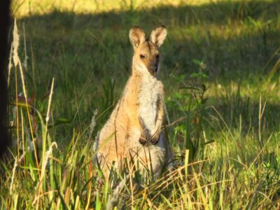 Byron Bay: Full-Day Wildlife Safari - Three habitats you’ll cover: eucalyptus forest, rainforest, and grassland