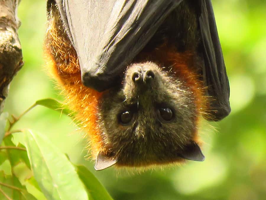 Byron Bay: Full-Day Wildlife Safari - Binoculars, photos, and how to get better results
