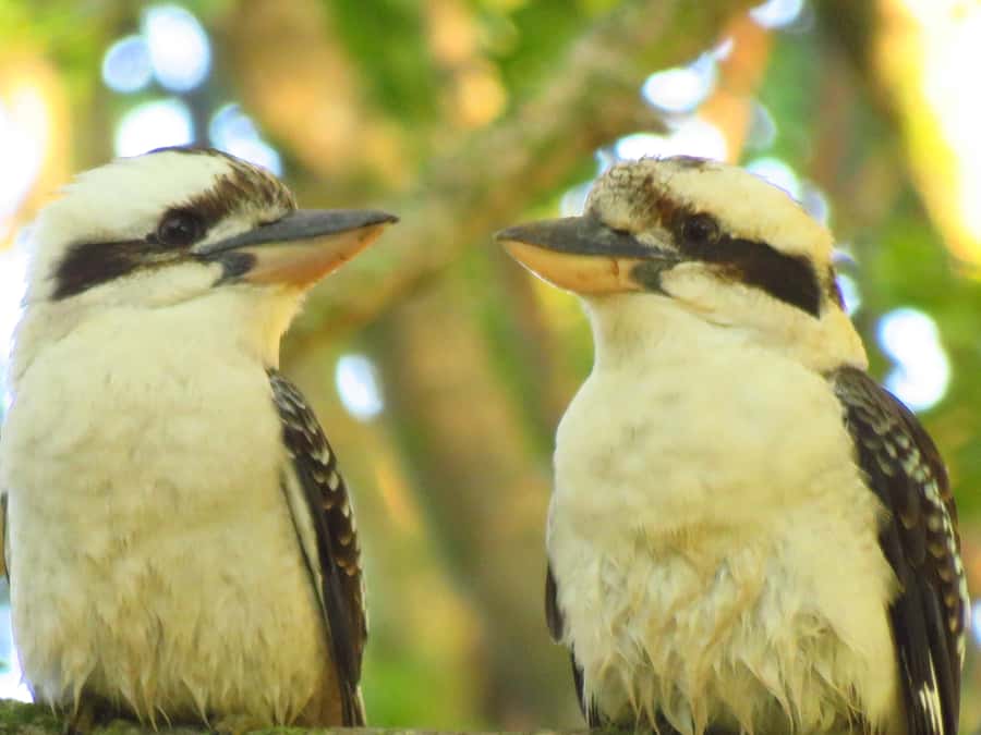 Byron Bay: Full-Day Wildlife Safari - The eco rules that keep this tour ethical