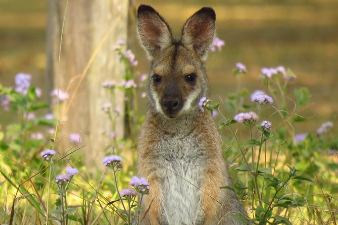 Byron Bay Wildlife Safari - Three Habitats, One Goal: Spot Animals Where They Actually Live