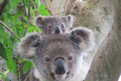Byron Bay Wildlife Safari - The Guide Makes the Difference: Wendy, Tom, and Gary in the Mix