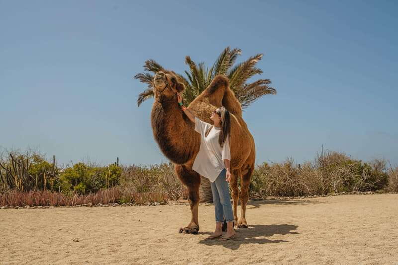 Cabo San Lucas: Camel Safari Tour with Lunch and Tequila - Price and Value: The $99 Ticket vs the Real Total