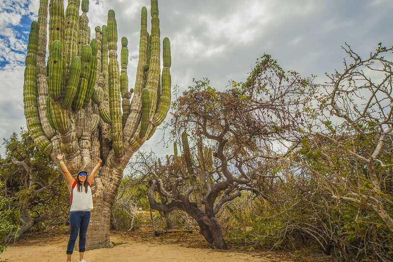 Cabo San Lucas: Camel Safari Tour with Lunch and Tequila - Who This Is For (and Who Should Skip)