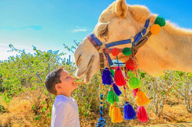 Cabo San Lucas: Camel Safari Tour with Lunch and Tequila - Should You Book Cabo San Lucas Camel Safari With Lunch and Tequila?