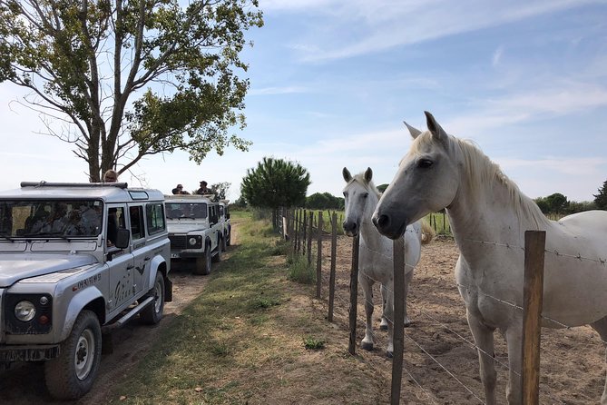 Camargue 4x4 Safari 2 hours Saintes Maries de la Mer - Flora and Facts: Why the Guide’s Explanations Matter