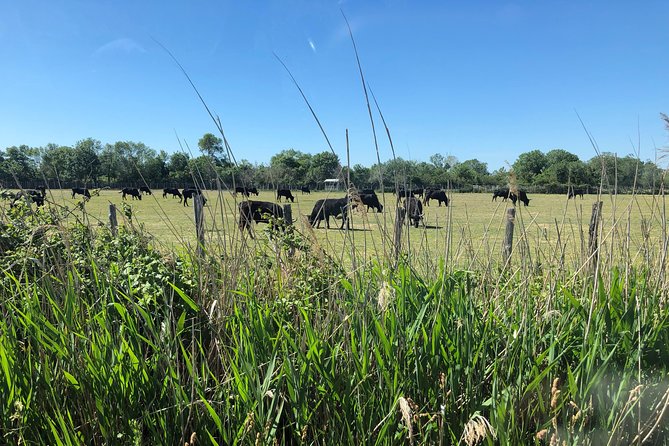 Camargue 4x4 Safari 2 hours Saintes Maries de la Mer - Small Group Size and English-Friendly Guidance