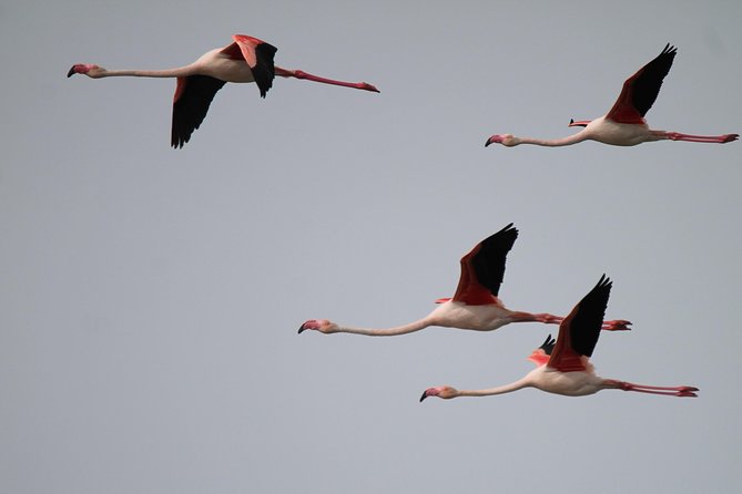 Camargue 4x4 Safari 2 hours Saintes Maries de la Mer - Weather and Wildlife Timing: The Two Limits You Can’t Beat