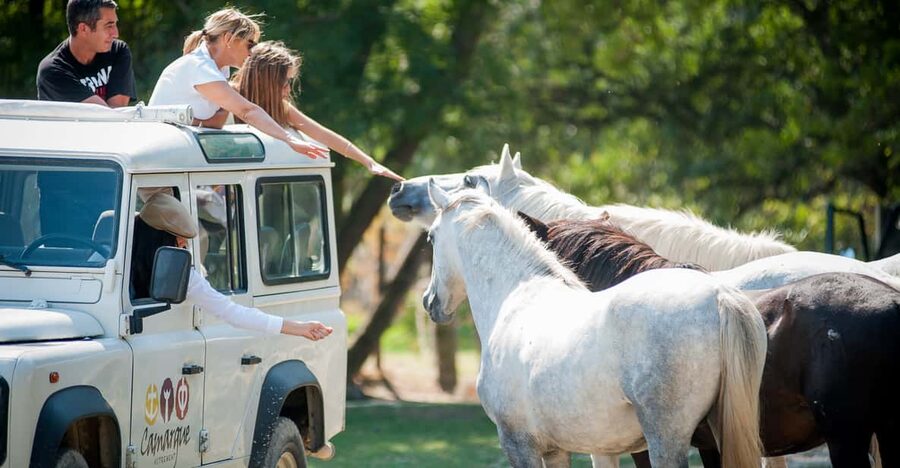 Camargue: Half-Day 4x4 Guided Safari Adventure - Key highlights you’ll actually remember