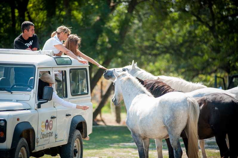Camargue: Half-Day 4x4 Guided Safari Adventure - Why a Camargue 4x4 safari feels different than a self-drive