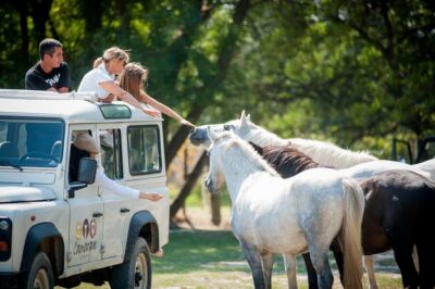 Camargue: Half-Day 4x4 Guided Safari Adventure - From the breeding ranch to the animals you came for
