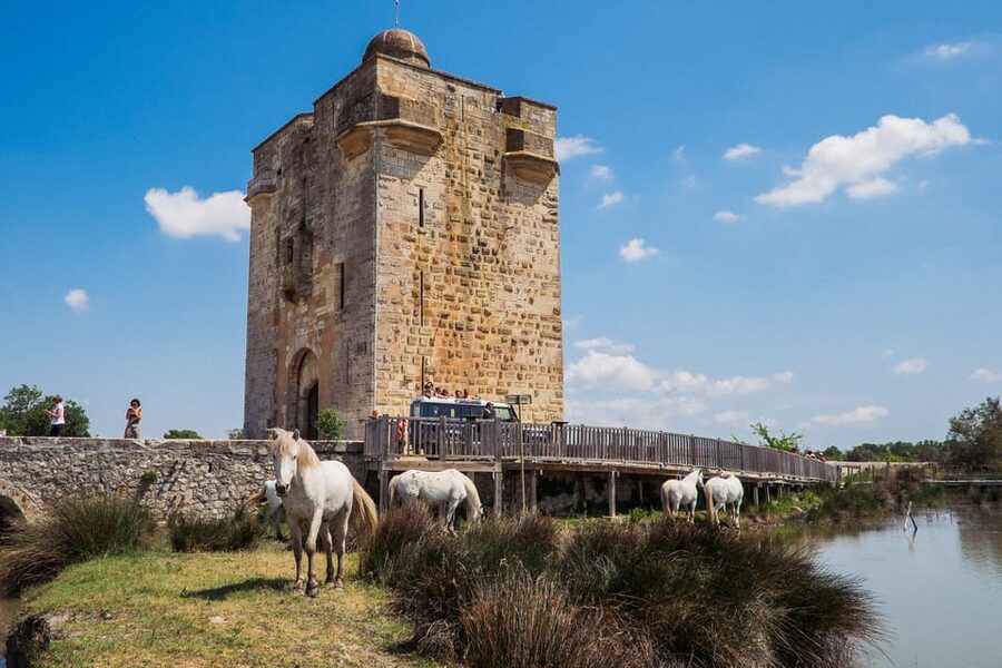 Camargue: Half-Day 4x4 Guided Safari Adventure - Price and time value: where the $75 really comes from