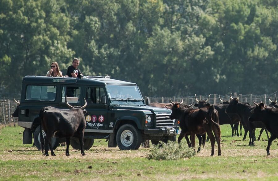 Camargue: Half-Day 4x4 Guided Safari Adventure - Practical tips: seats, photos, and what to bring