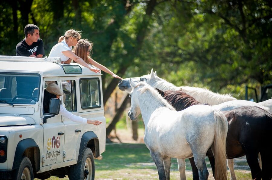 Camargue: Half-Day 4x4 Guided Safari Adventure - From the breeding ranch to the animals you came for
