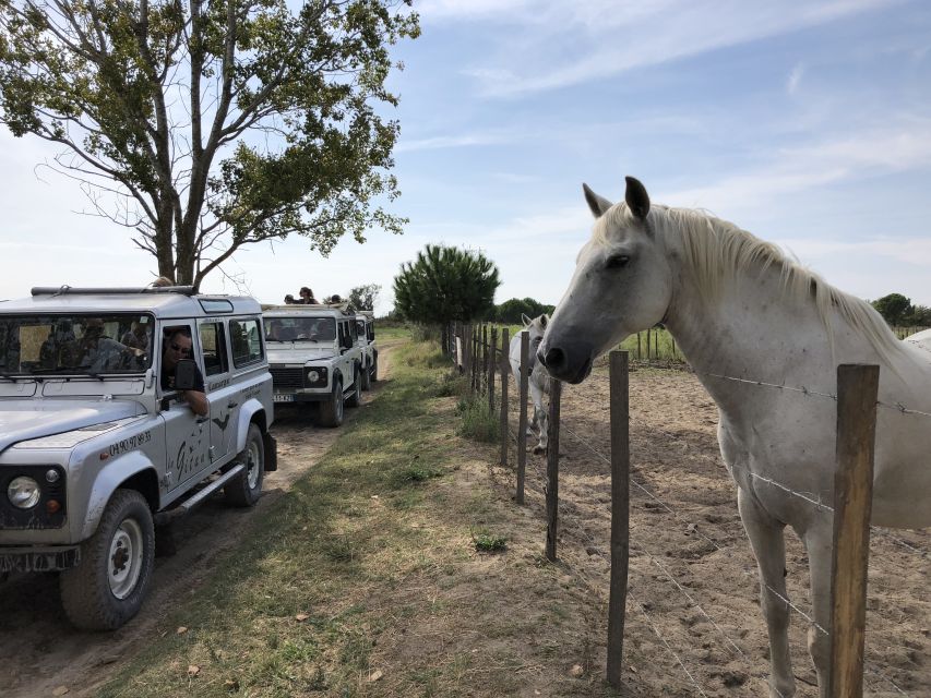 Camargue: Safari from Saintes-Maries-de-la-Mer - Key Highlights at a Glance