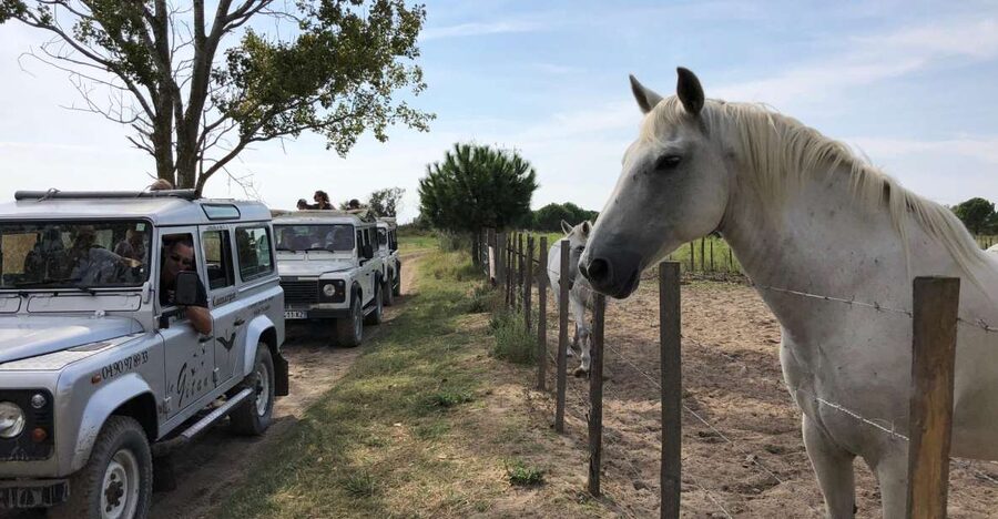 Camargue: Safari from Saintes-Maries-de-la-Mer - Saintes-Maries-de-la-Mer to the Camargue: What the 2-Hour Safari Really Delivers