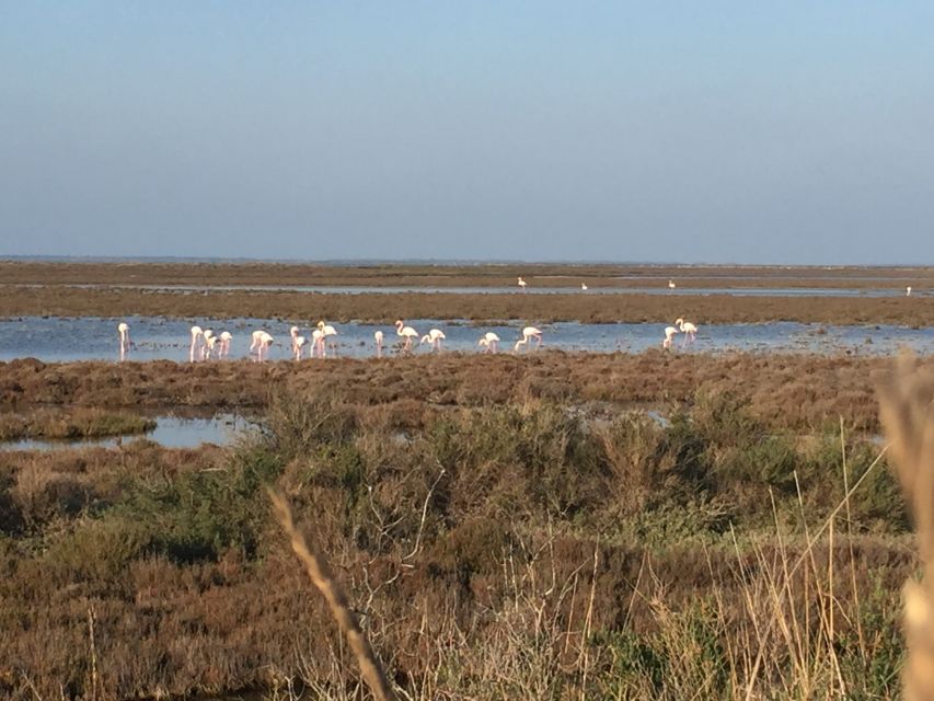 Camargue: Safari from Saintes-Maries-de-la-Mer - Price and Value at About $58: When This Safari Makes Sense