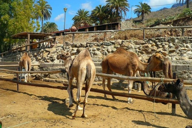 Camel Safari through the Dunes of Maspalomas - Guides, Comfort, and Equipment: What to Watch