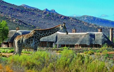 Cape Town: Aquila Game Reserve Day Entrance & Game Drive - Breakfast first: getting the day fueled at Aquila