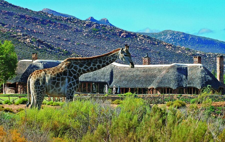 Cape Town: Aquila Game Reserve Day Entrance & Game Drive - Breakfast first: getting the day fueled at Aquila