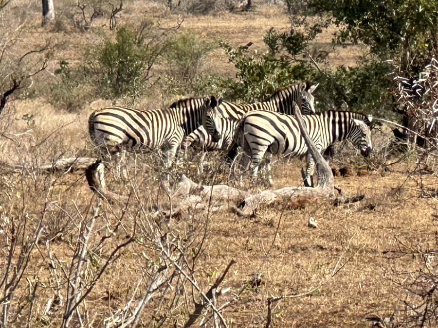 Cape Town: Aquila Game Reserve Sunset Game Drive - Wildlife beyond the Big Five: the bonus sightings that stick