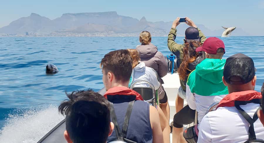 Cape Town: Marine Big 5 Ocean Safari from V&A Waterfront - From V&A Waterfront out to the Atlantic in 90 minutes