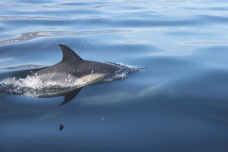 Cape Town: Marine Big 5 Ocean Safari from V&A Waterfront - Marine Big Five chances: what you can realistically hope to see
