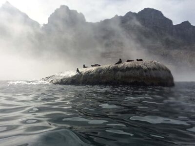 Cape Town: Marine Big 5 Ocean Safari from V&A Waterfront - Luxury catamaran comfort: the ride matters as much as the sightings