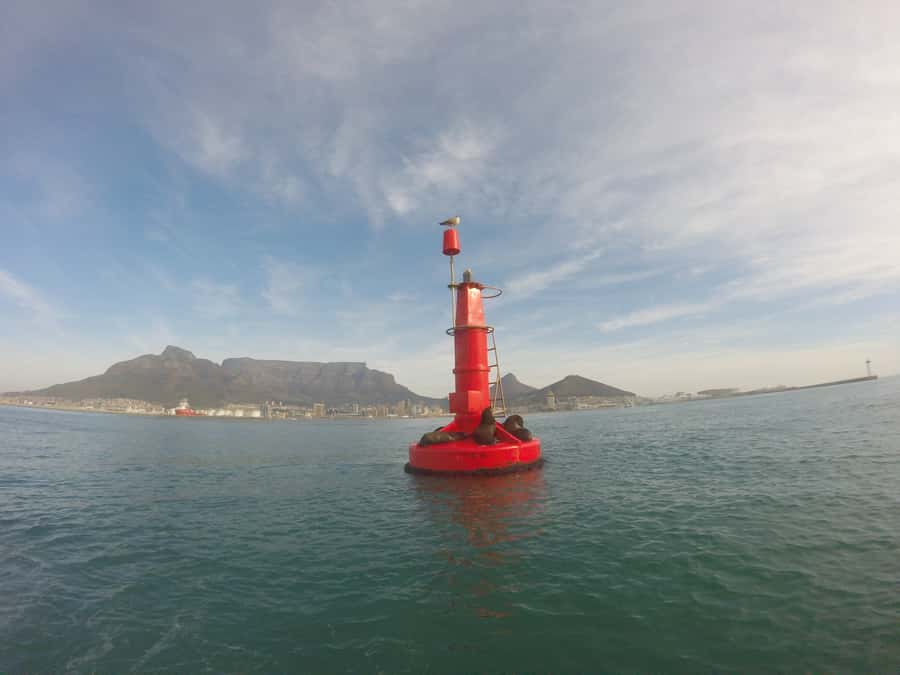 Cape Town: Marine Big 5 Ocean Safari from V&A Waterfront - Wildlife searching: how the crew turns time into better odds