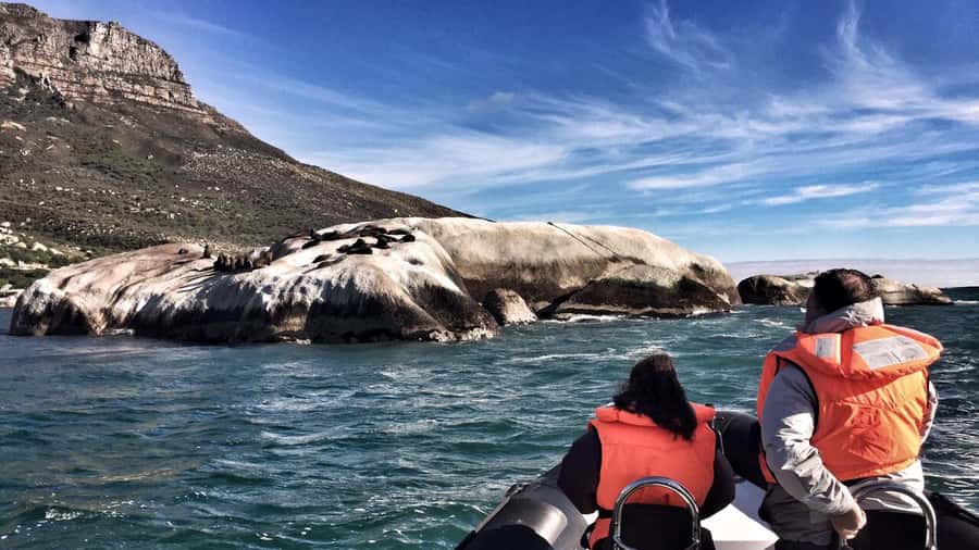 Cape Town: Marine Big 5 Ocean Safari from V&A Waterfront - Who should book this ocean safari (and who shouldn’t)