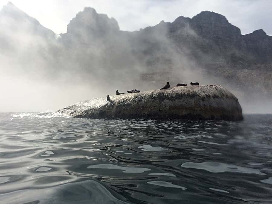Cape Town: Marine Big 5 Ocean Safari from V&A Waterfront - Luxury catamaran comfort: the ride matters as much as the sightings