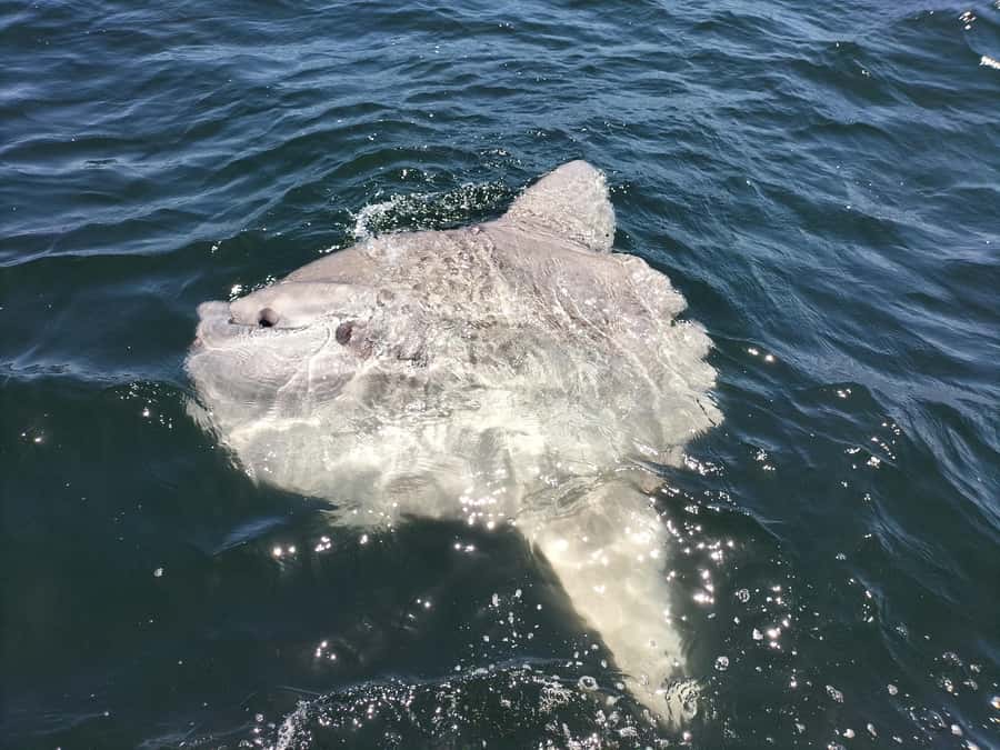 Cape Town: Marine Biologist Led Safari Tour - V&A Waterfront - Key things to know before you go