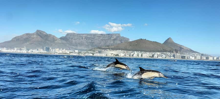 Cape Town: Marine Biologist Led Safari Tour - V&A Waterfront - Table Bay feels like an ocean safari, not a sightseeing cruise