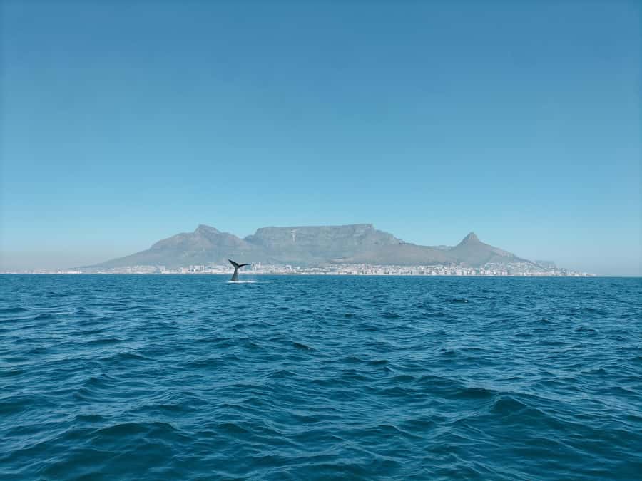 Cape Town: Marine Biologist Led Safari Tour - V&A Waterfront - Wildlife you can realistically spot near Robben Island
