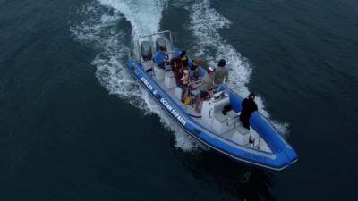 Cape Town: Marine Biologist Led Safari Tour - V&A Waterfront - Your 90 minutes on the water: safety check, refreshments, and the guided run