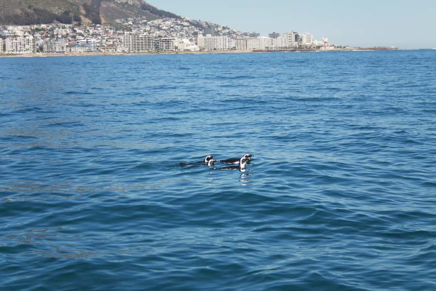 Cape Town: Marine Biologist Led Safari Tour - V&A Waterfront - Marine biologist onboard: what you learn while you’re moving fast