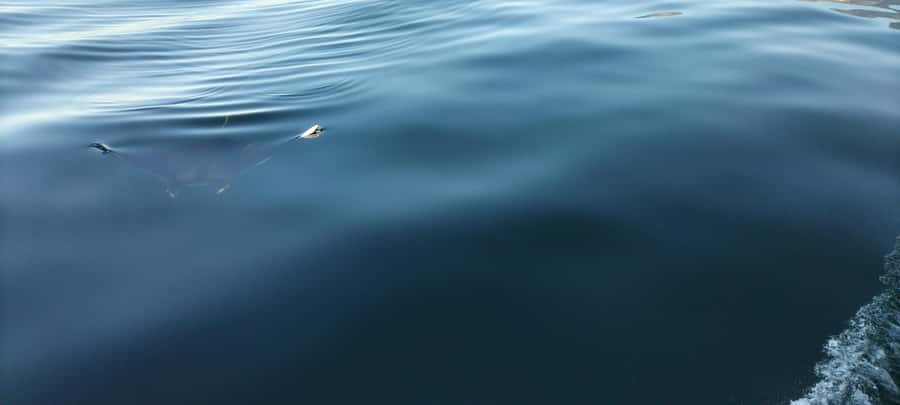Cape Town: Marine Biologist Led Safari Tour - V&A Waterfront - Who this tour suits best (and who should skip it)