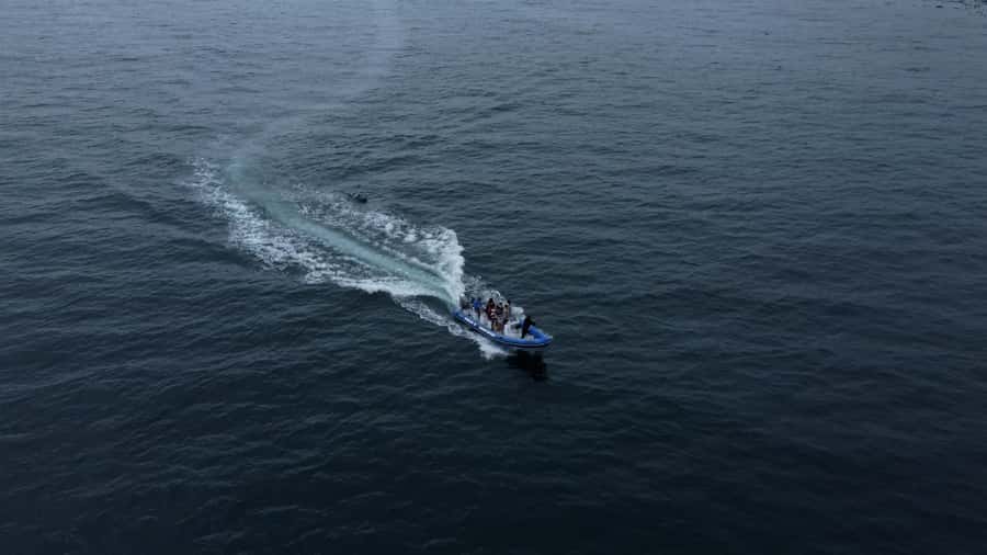 Cape Town: Marine Biologist Led Safari Tour - V&A Waterfront - Should you book the Cape Town marine biologist safari?