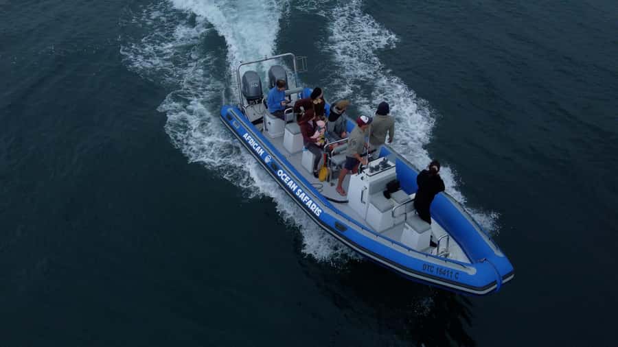Cape Town: Marine Biologist Led Safari Tour - V&A Waterfront - Your 90 minutes on the water: safety check, refreshments, and the guided run