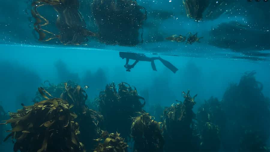 Cape Town: Ocean Safari in Hout Bay - Quick hits before you go