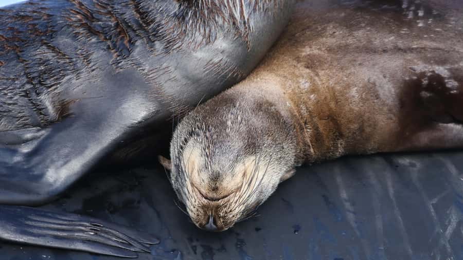 Cape Town: Ocean Safari in Hout Bay - Table Mountain National Park from the sea: cliffs, coves, and where you snorkel