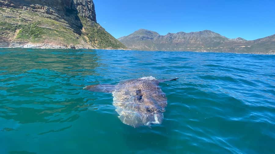 Cape Town: Ocean Safari in Hout Bay - What the boat route is like: sea views and wildlife windows