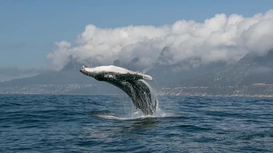 Cape Town: Ocean Safari in Hout Bay - Small group logistics: up to 10 participants, big attention