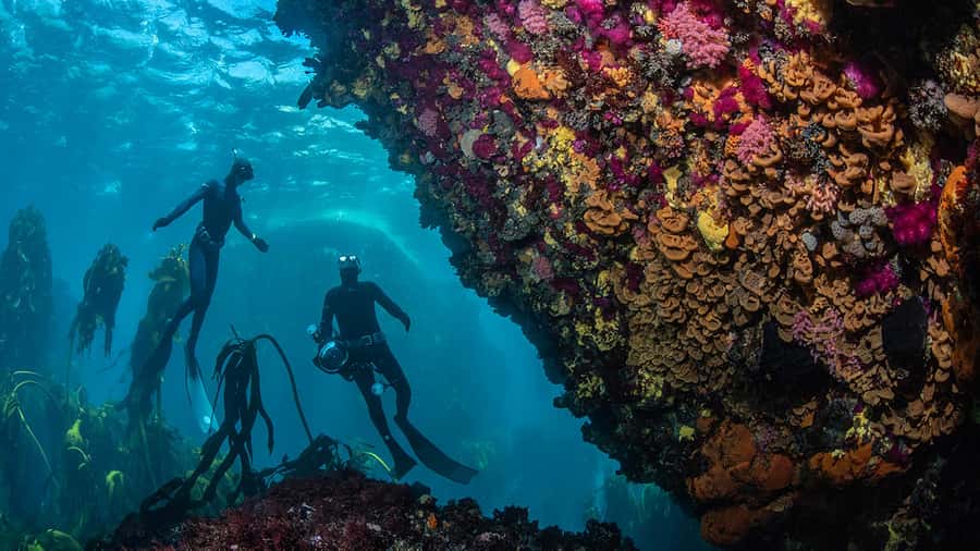 Cape Town: Ocean Safari in Hout Bay - Who this Cape Town ocean safari is best for (and who should skip it)