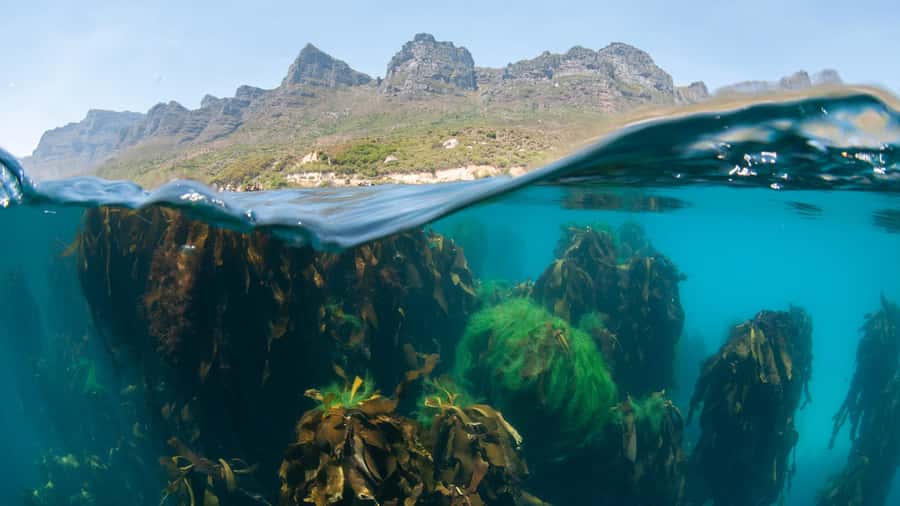 Cape Town: Ocean Safari in Hout Bay - Arriving at Animal Ocean Expeditions: what to do before you hit the water