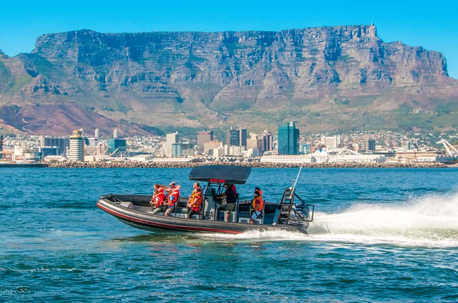 Cape Town Ocean Safari: Speed Boat Adventure in Table Bay - What you might see in Table Bay waters