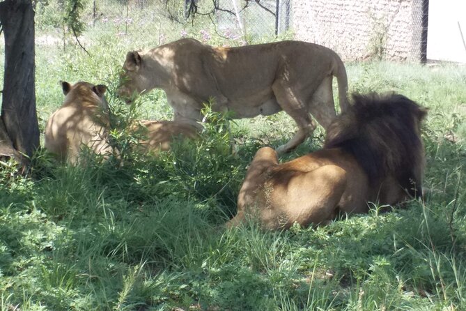 Captivating Safari Lion Park Experience (Half Day Guided Tour) - Safari Lion Park: what this half-day trip is actually good for