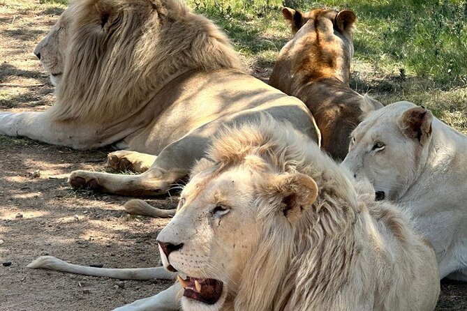 Captivating Safari Lion Park Experience (Half Day Guided Tour) - More than lions: spotting cheetahs, wild dogs, and the herbivore cast